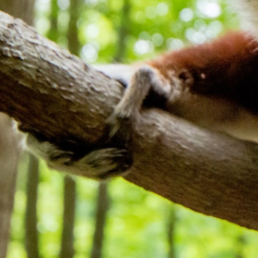 Sifaka Stare
