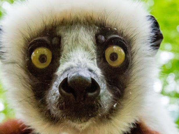 Sifaka Stare