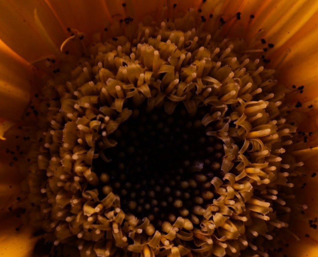 Golden Gerbera Daisy