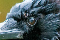 Rain Raven