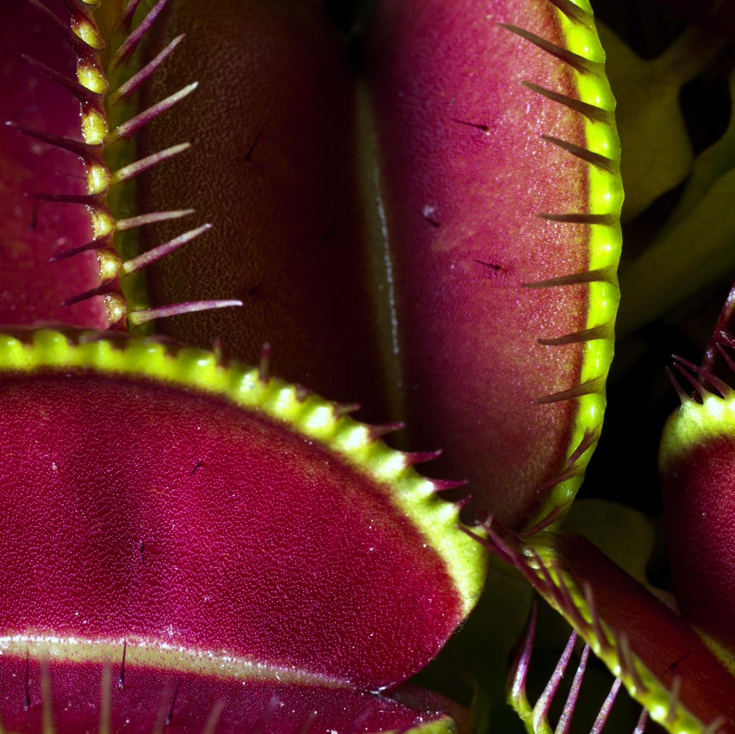 Venus Flytraps