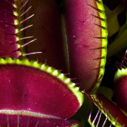 Venus Flytraps