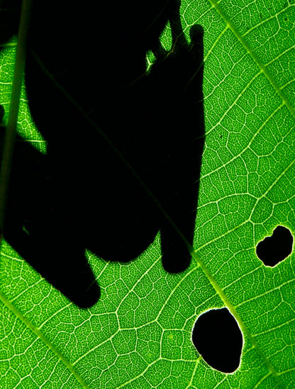 Choco Frog Silhouette