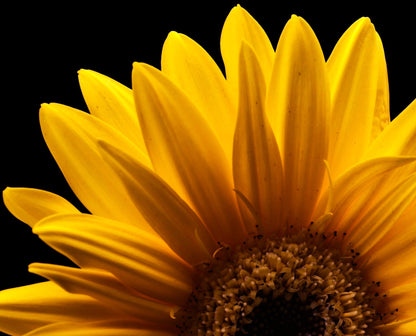 Golden Gerbera Daisy