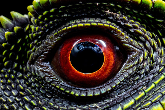 Close-up of a lizard's red eye with detailed green scales surrounding it.