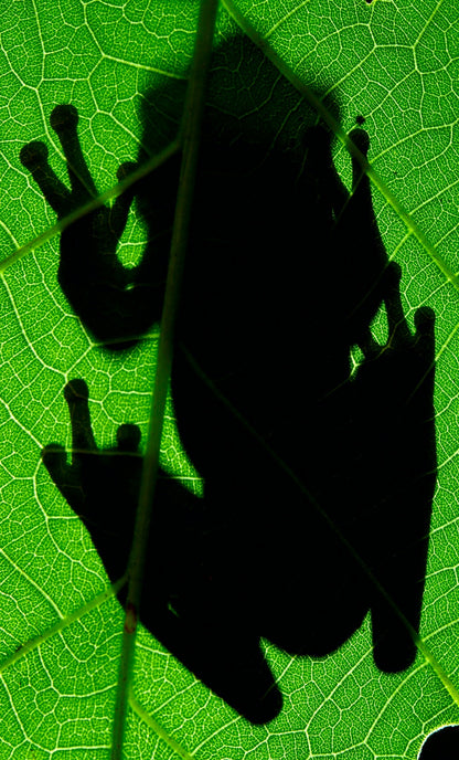 Choco Frog Silhouette