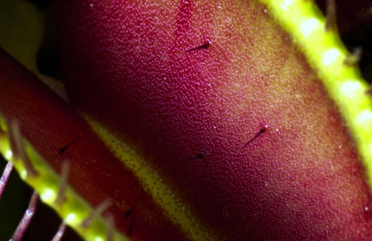 Venus Flytraps