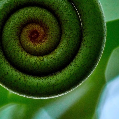 Fern Spiral