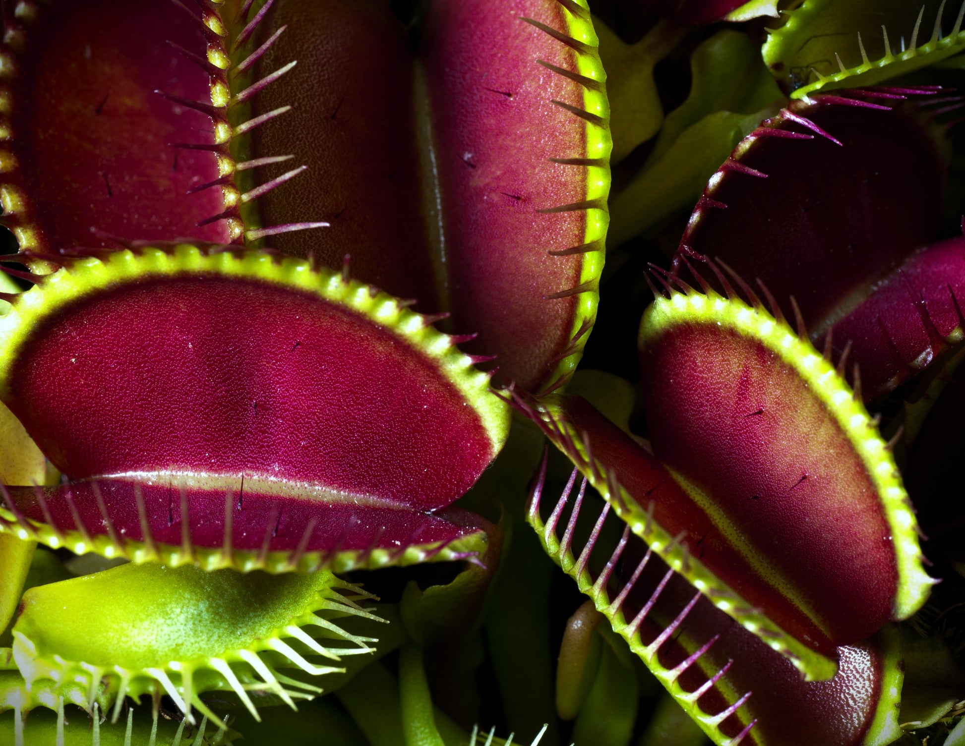 Close-up of Venus flytrap plants with their distinctive red and green traps.