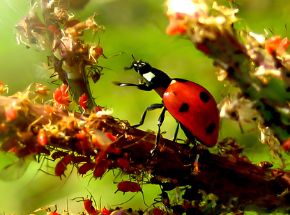 Red ladybug on a branch with green leaves in the background