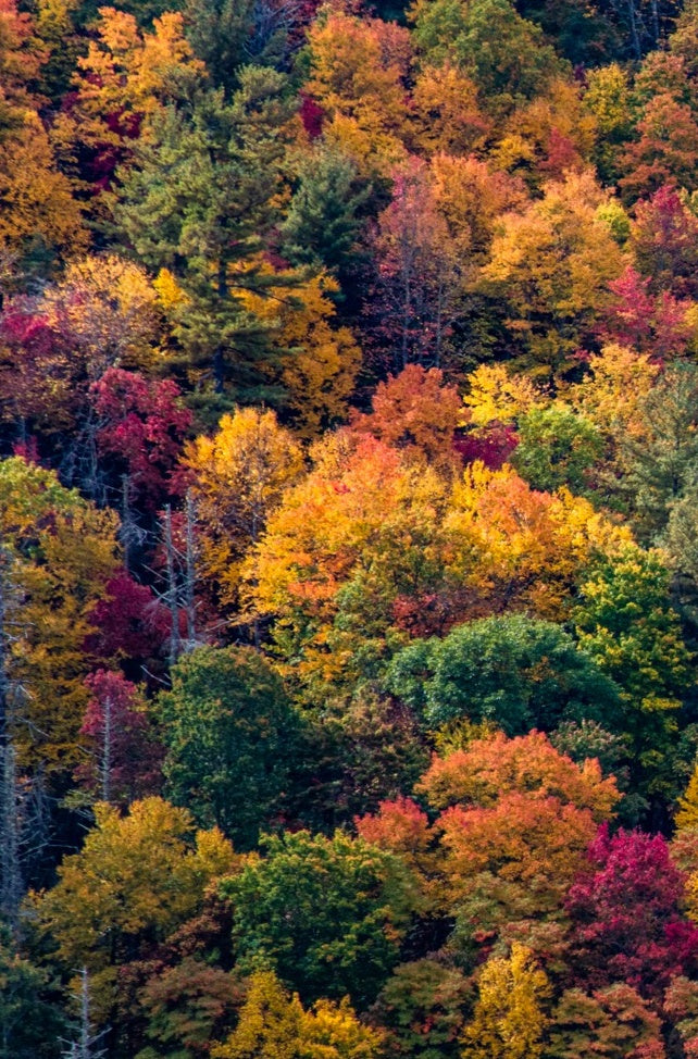 Appalachian Palette