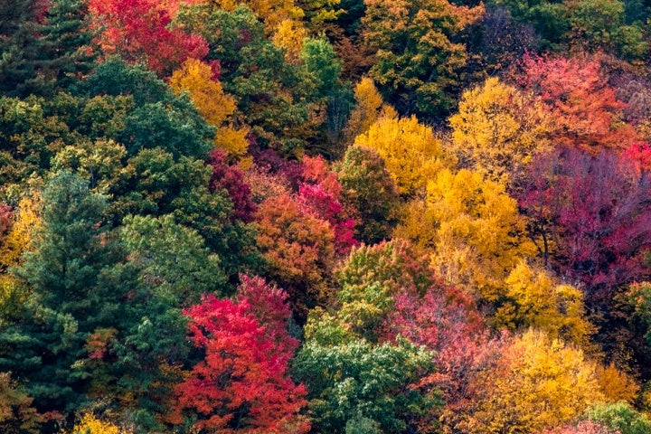 Appalachian Palette