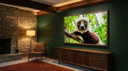 Sifaka Stare