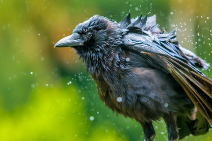 Wet common raven shaking water droplets mid-shake, Myakka River Florida, fine art wildlife photography print